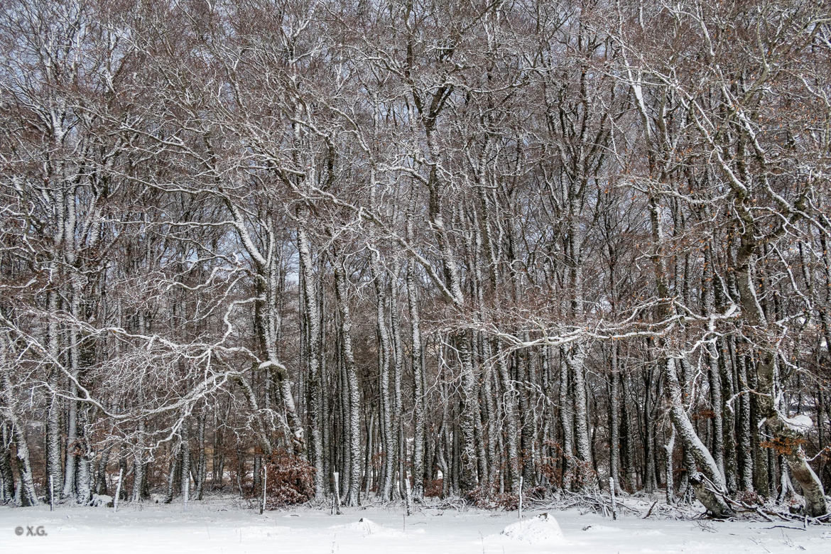 Neige en rafale I