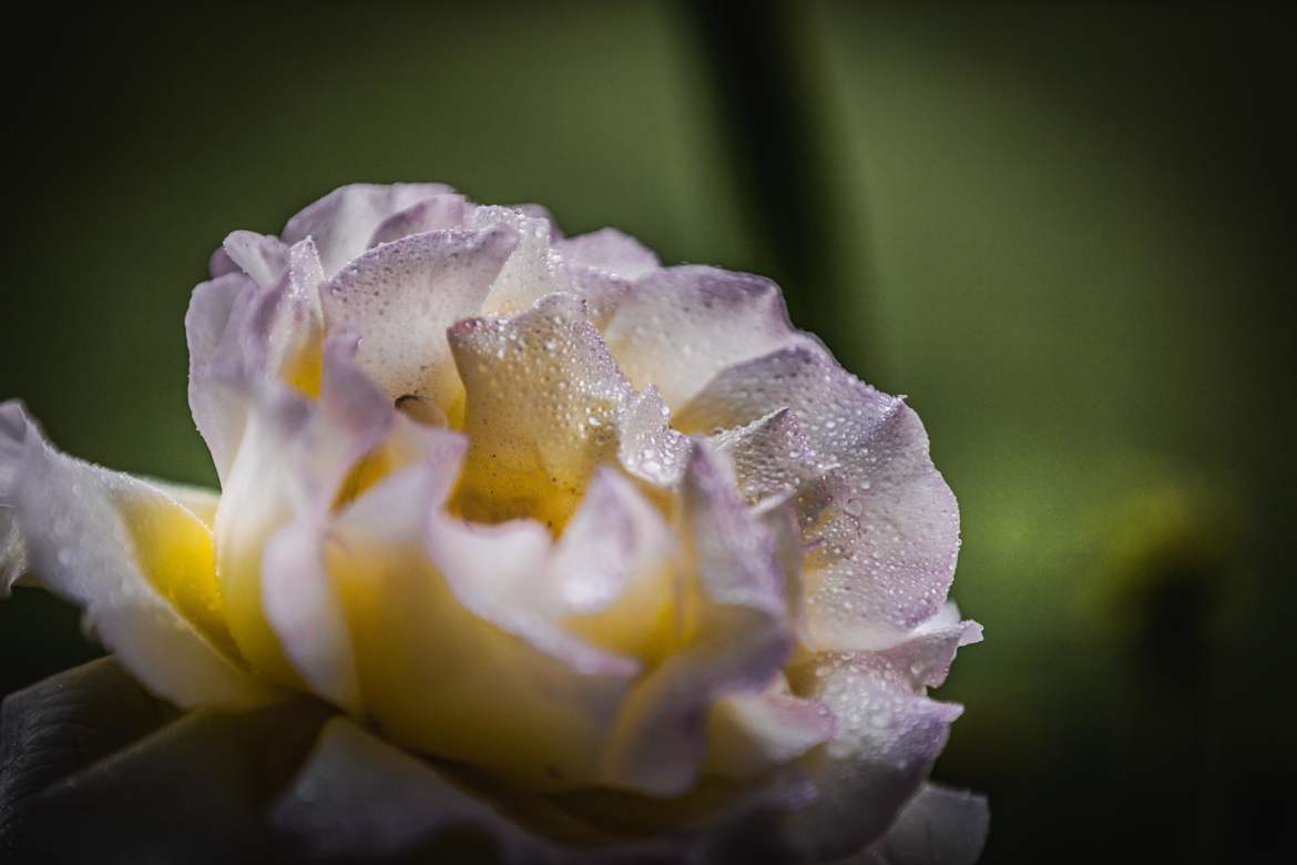 un peut de rosée