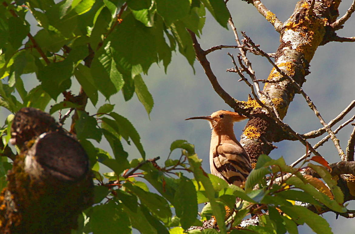 Dans le vieu cerisier