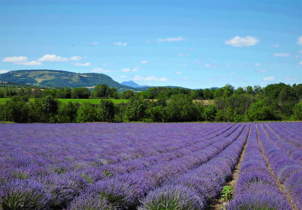 Champ de lavande en auvergne