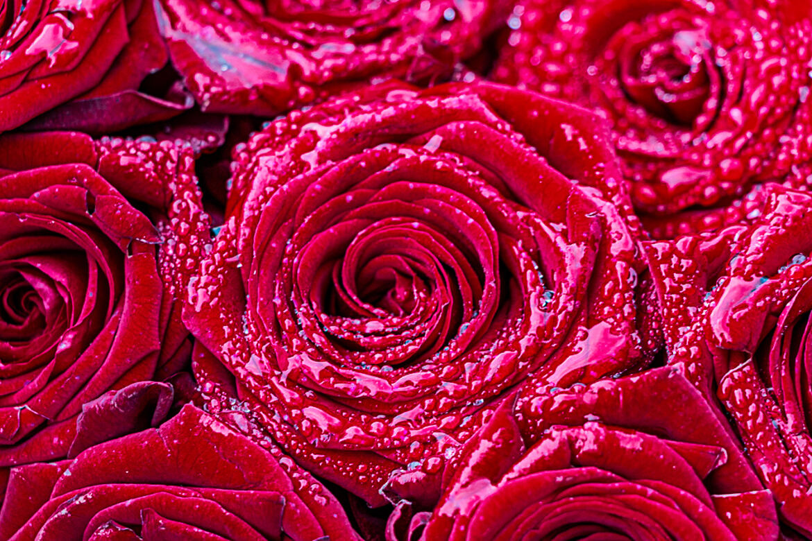 roses rouges sous la pluie