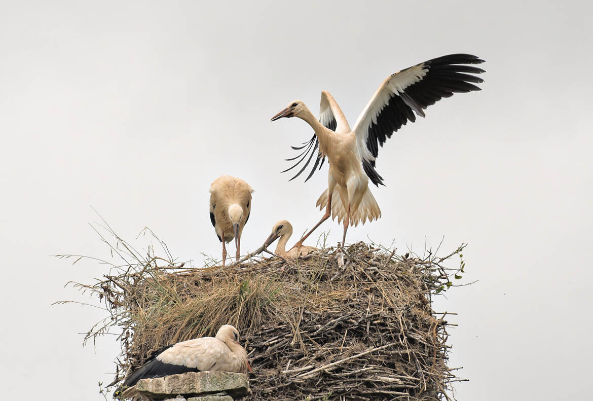 Maman regarde, je vole !