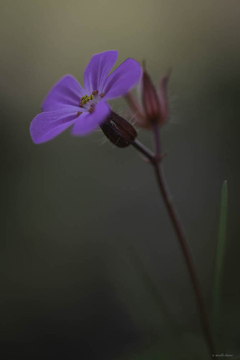 Géranium Herbe à Robert