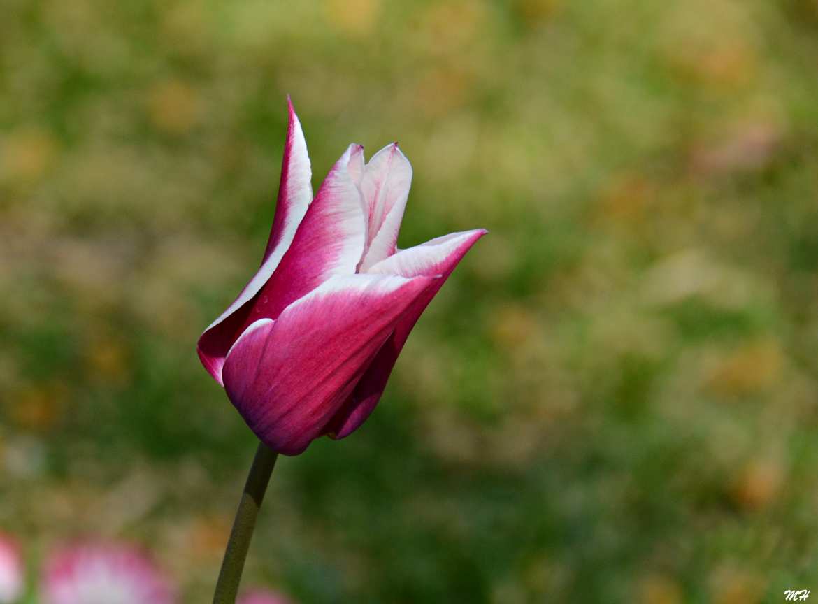 Tulipe tourangelle