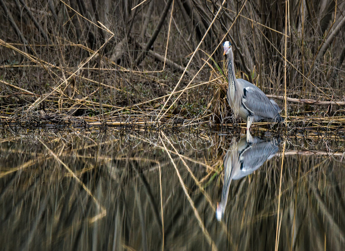 Reflets et graphisme