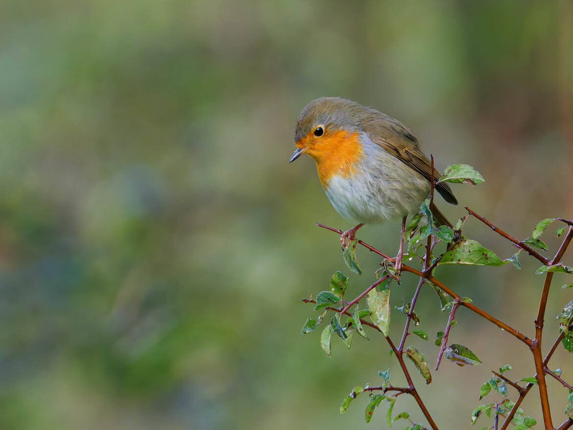 Compagnon des bois...