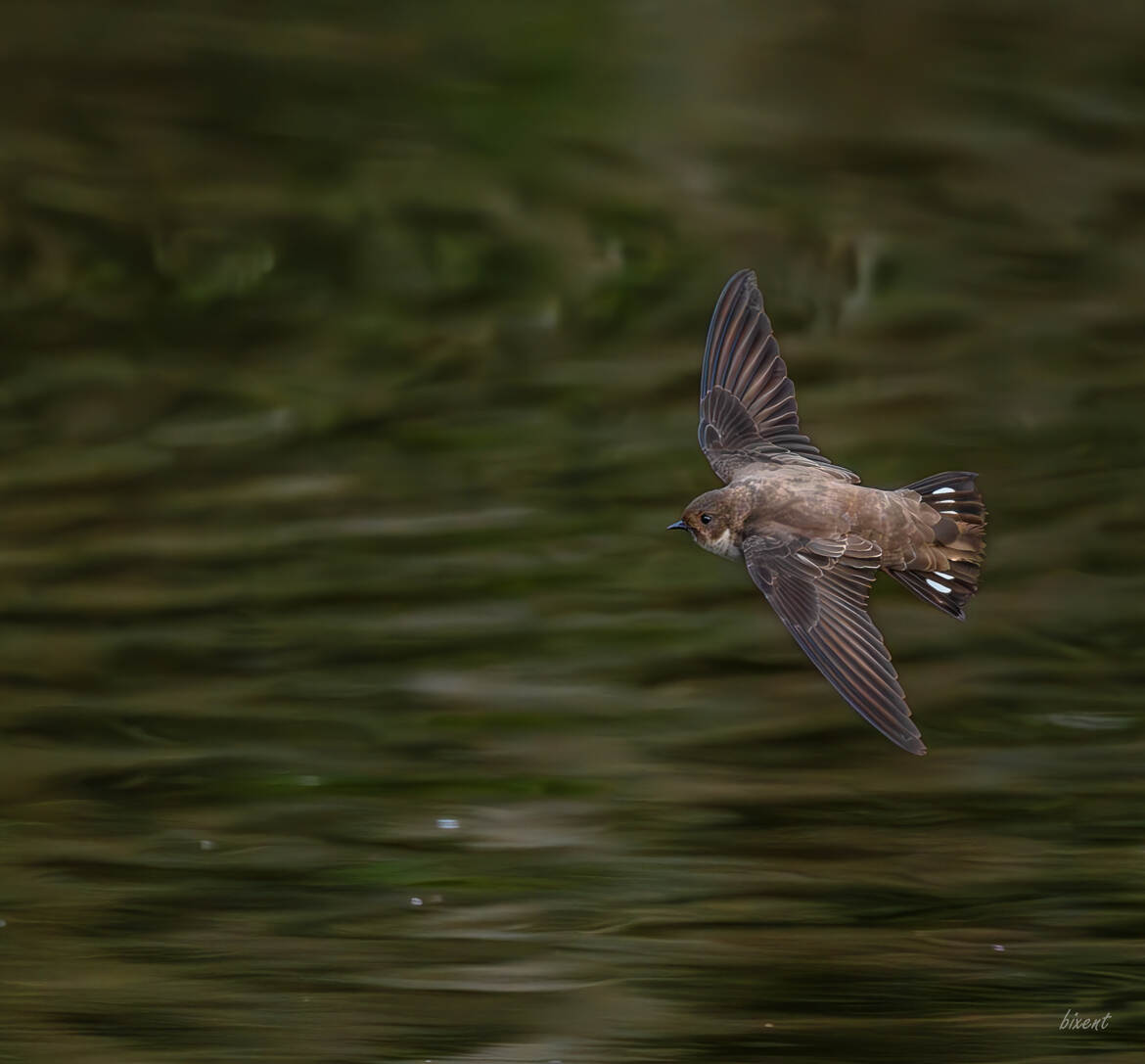 Hirondelle des berges (me semble t'il)