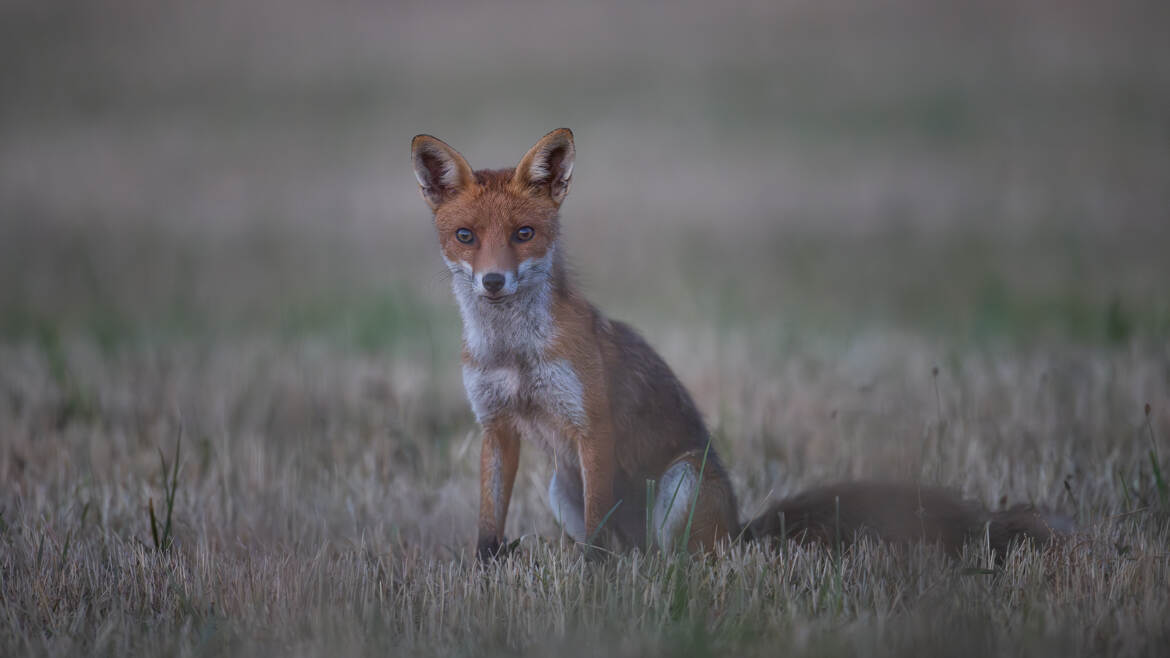 Dans les yeux de Goupil