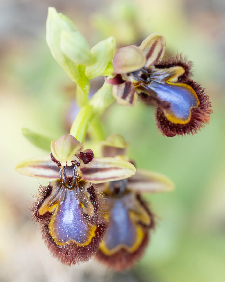 ophrys spéculum