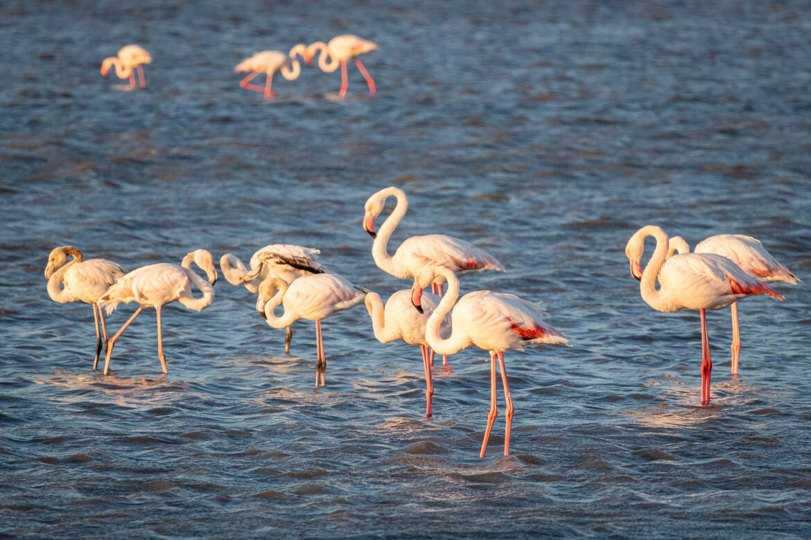 Gang de flamands serré