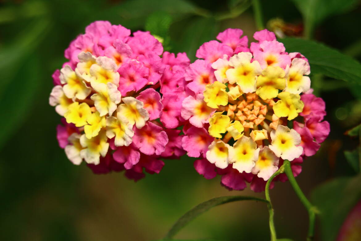 deux pompons fleuris