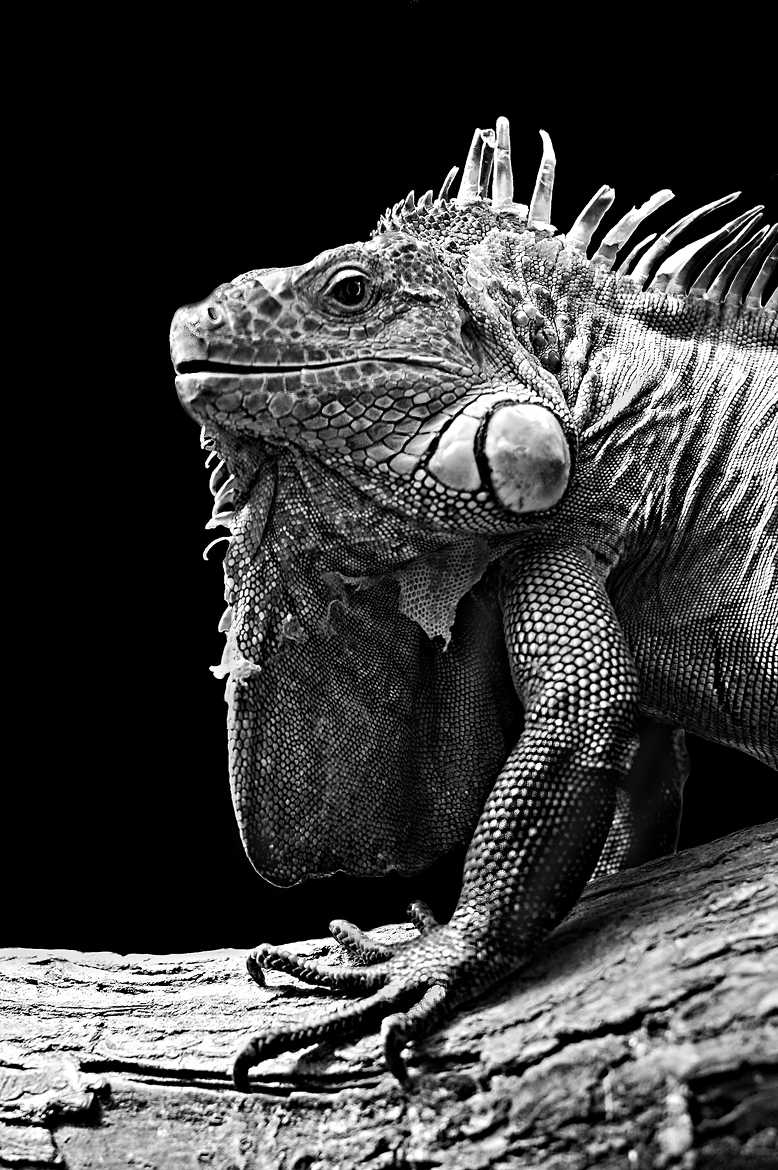 Concours Photo - Reptiles - Jurassic par lynx