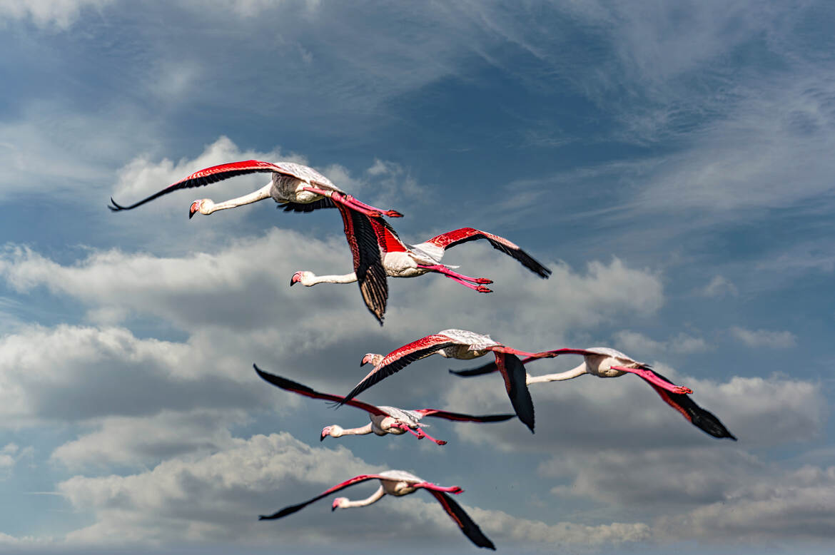 Escadrille camarguaise