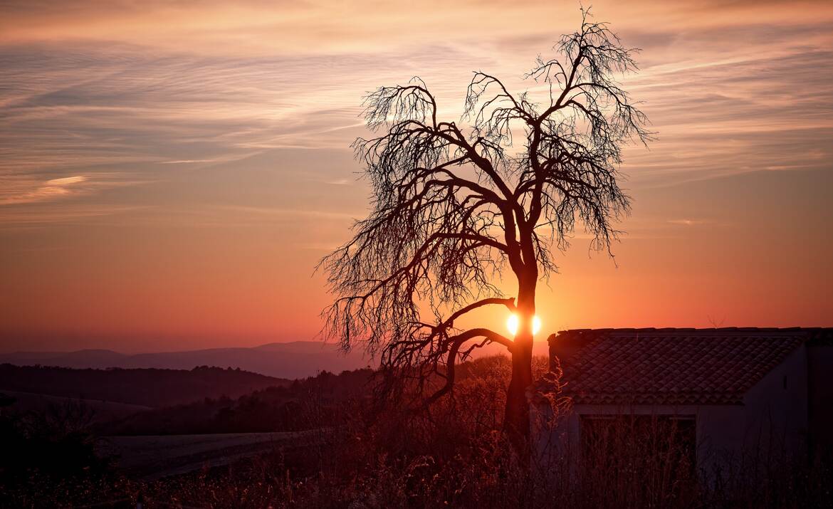 L'arbre.