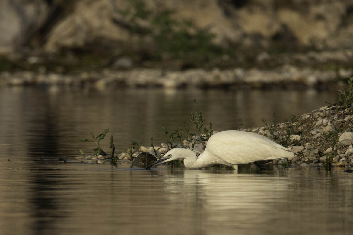 AIGRETTE GARZETTE - La chasse