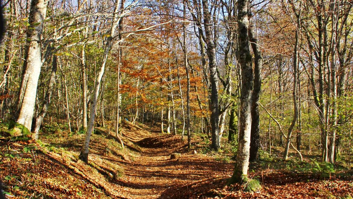 Petit sentier vosgien....