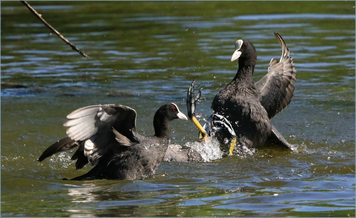 ça castagne chez les foulques