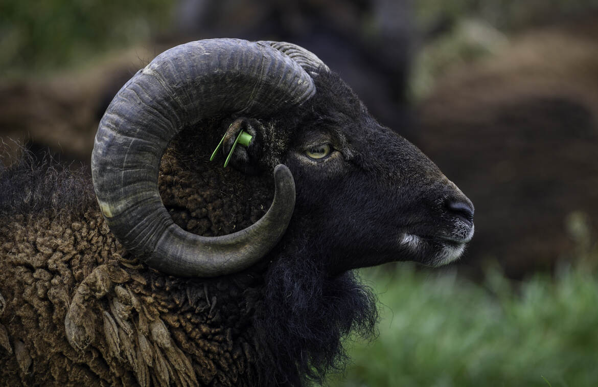 Les moutons Ouessant sont originaires de Bretagne (berceau de la race l’ile d’Ouessant)