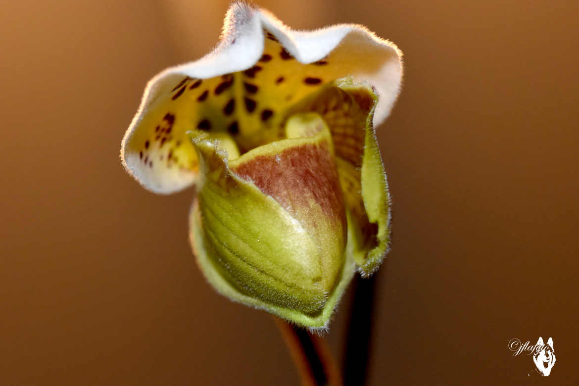 eveil de l'orchidée