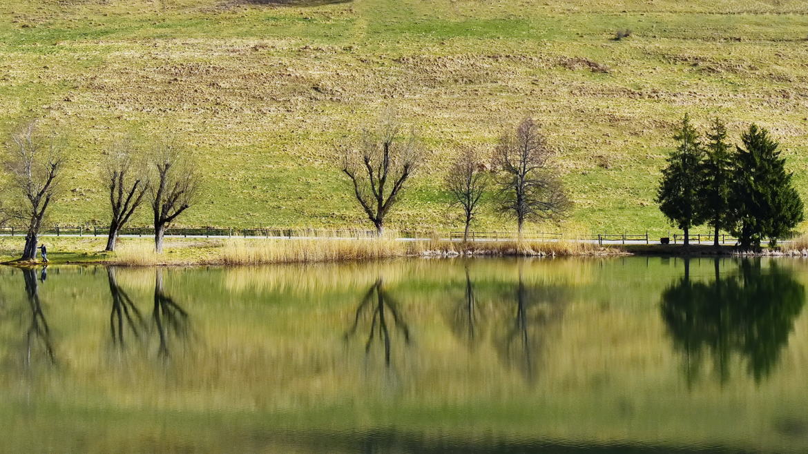 Arbres au bord du lac