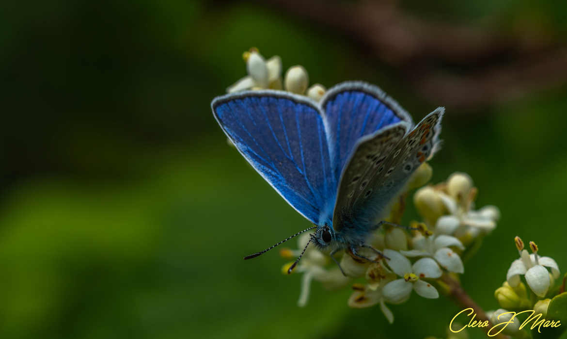 Petit bleu