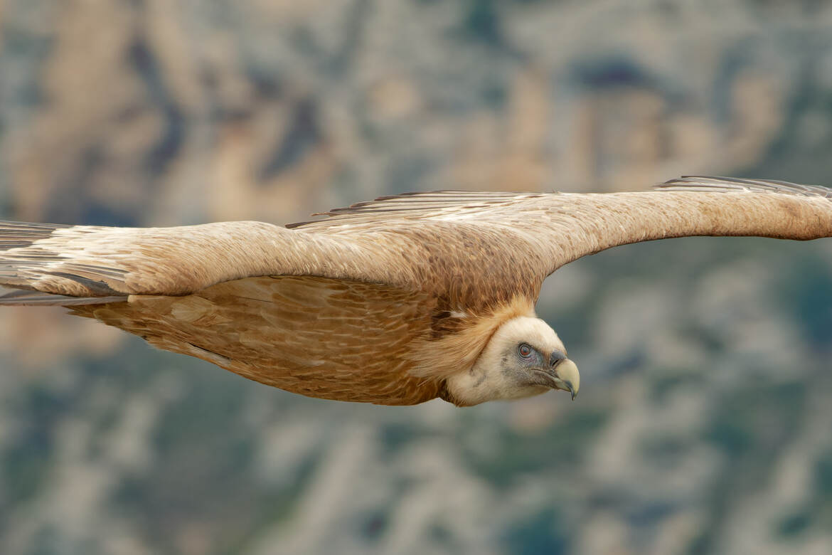 Dans l'oeil du fauve.