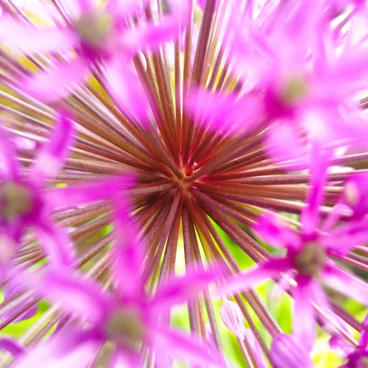 Au coeur de la fleur