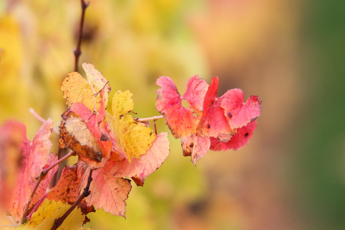 Feuille d'automne