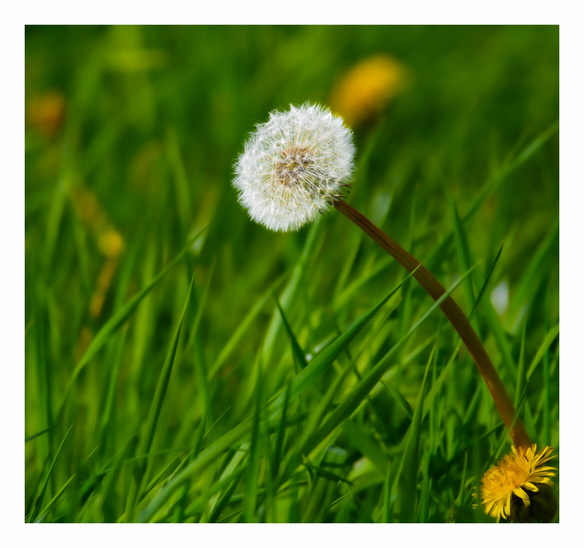 Pissenlit commun aussi surnommé « dent-de-lion »