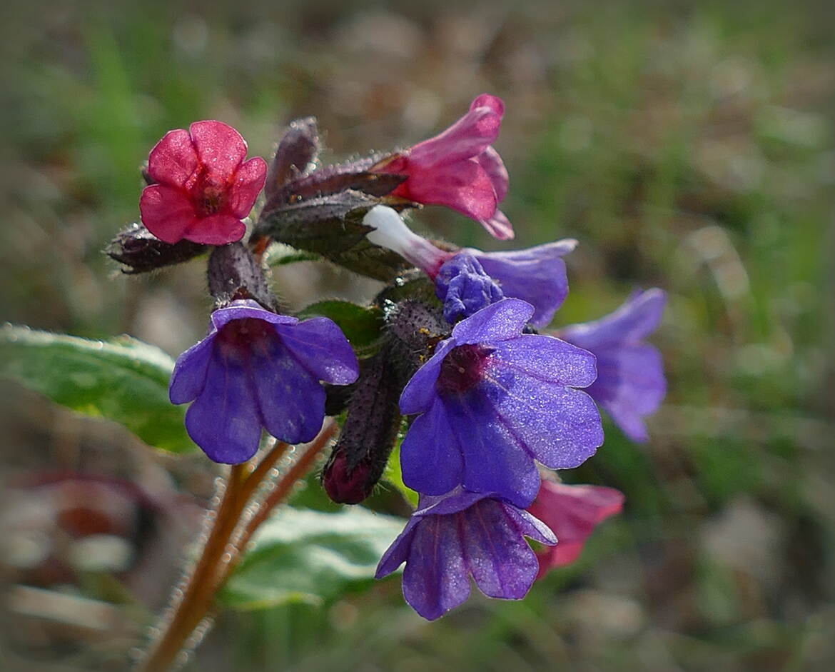 Pulmonaire au Soleil