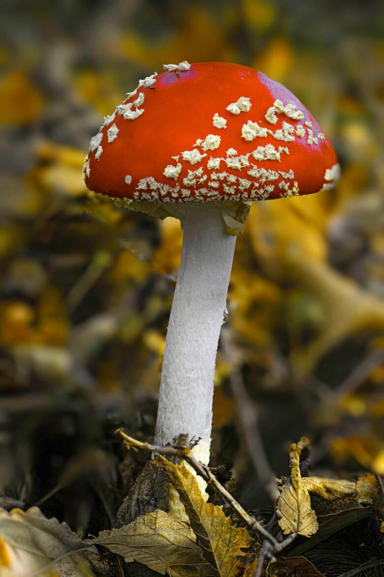 2em rencontre avec une autre Amanite tue mouches