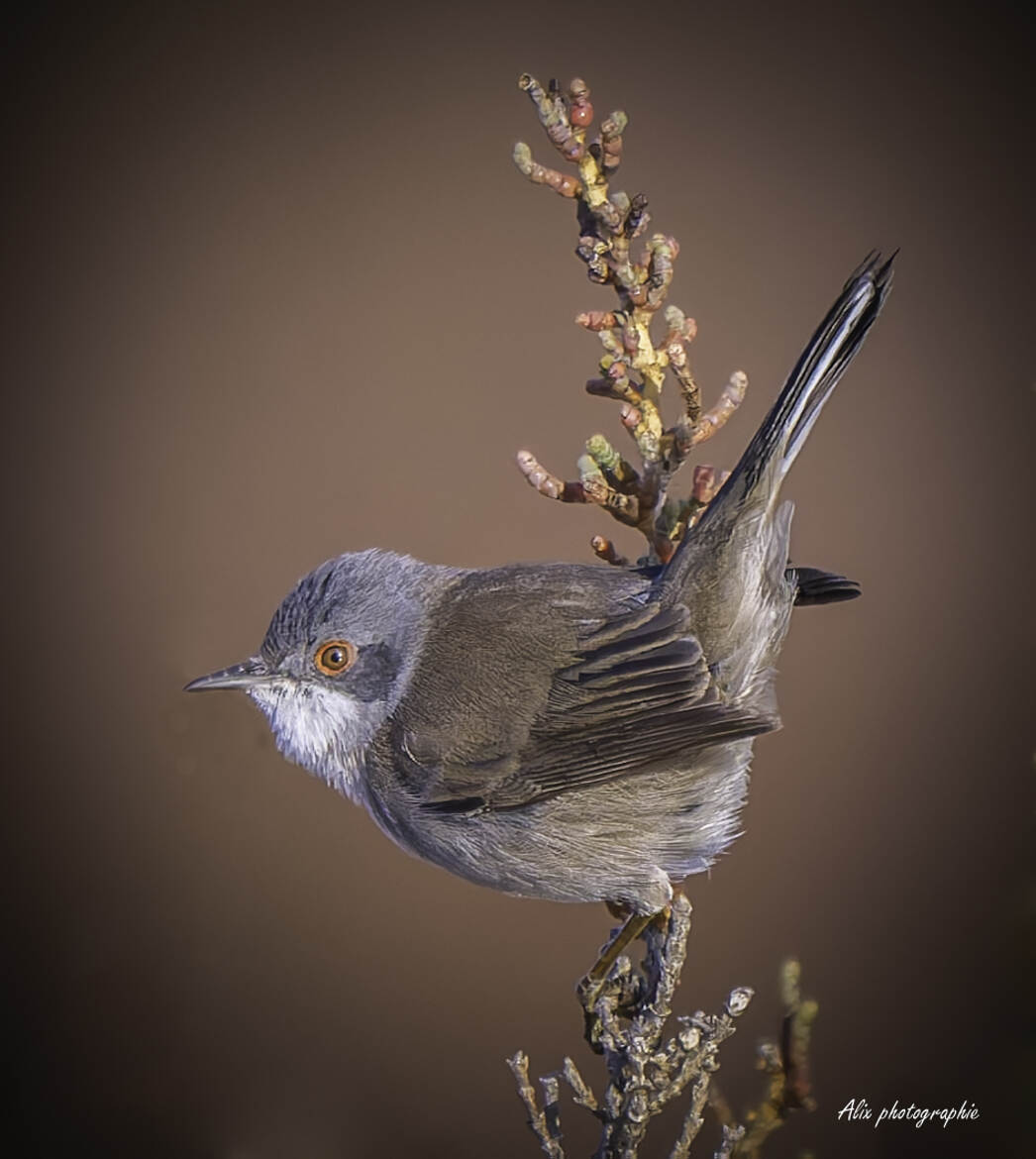 fauvette melanocephale