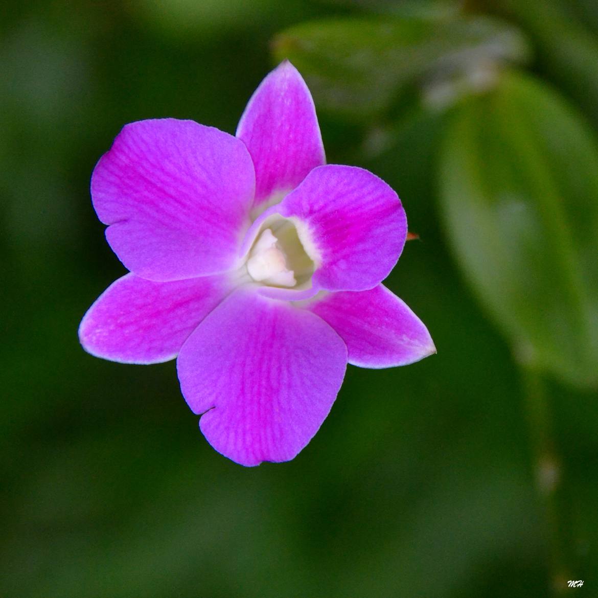 Orchidée au carré