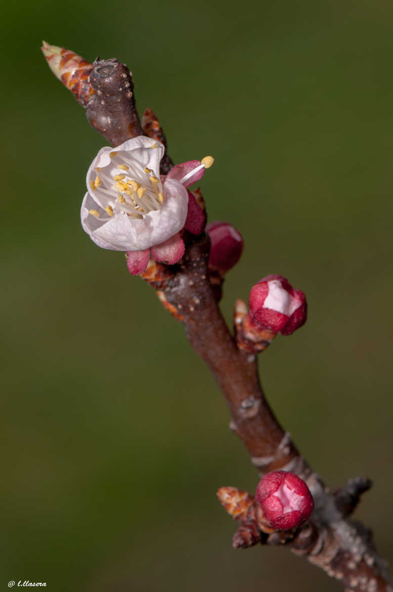 fleurs de saison