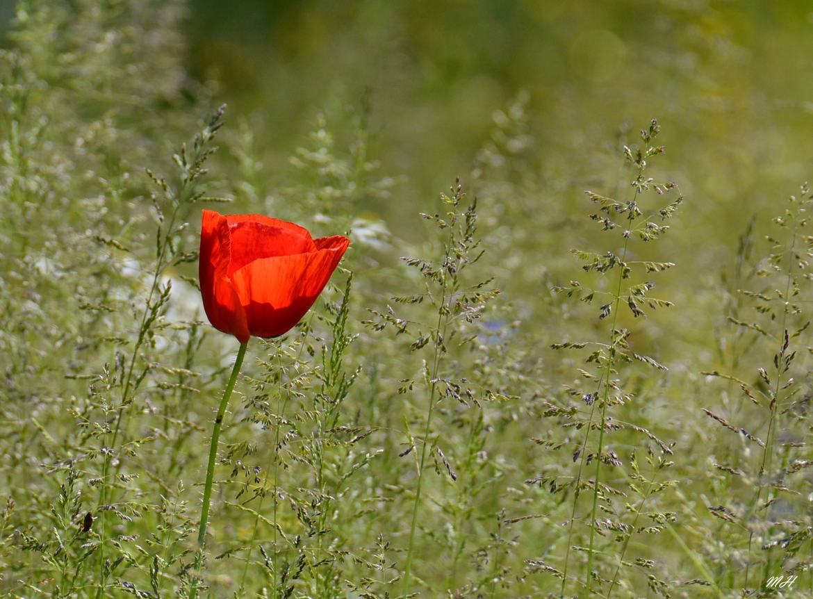 Coquelicot nouveau