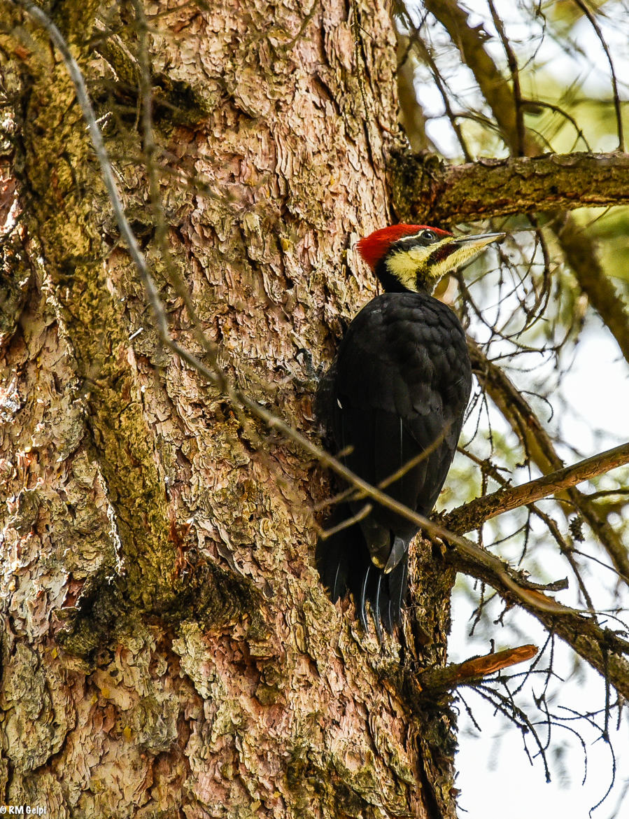 Woody Woodpecker