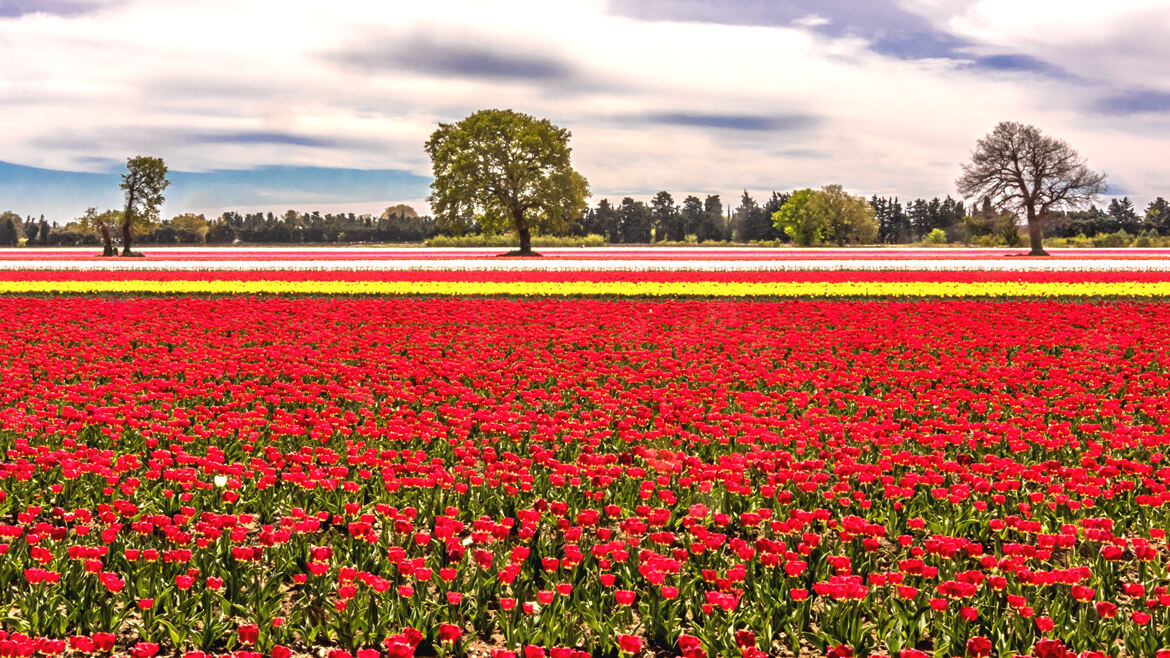 Les tulipes de Jonquières