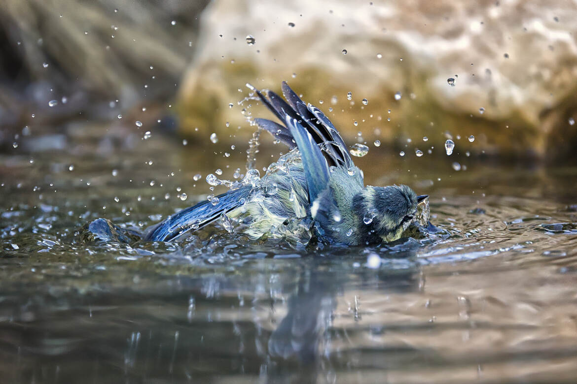 Le bain