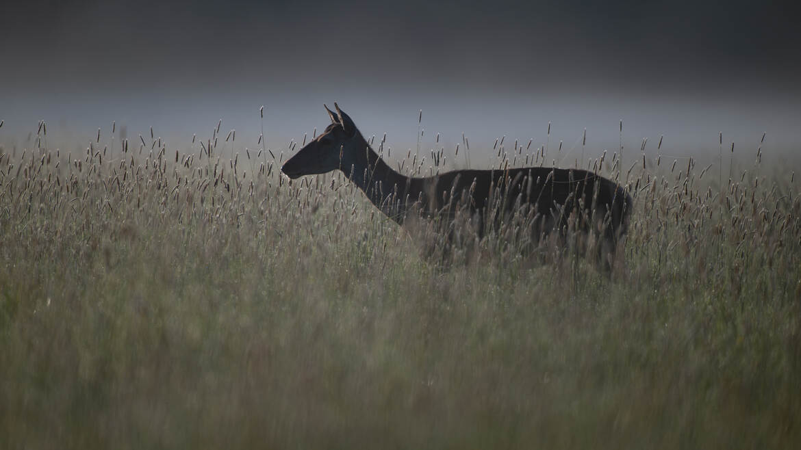 Une biche avance dans les graminées
