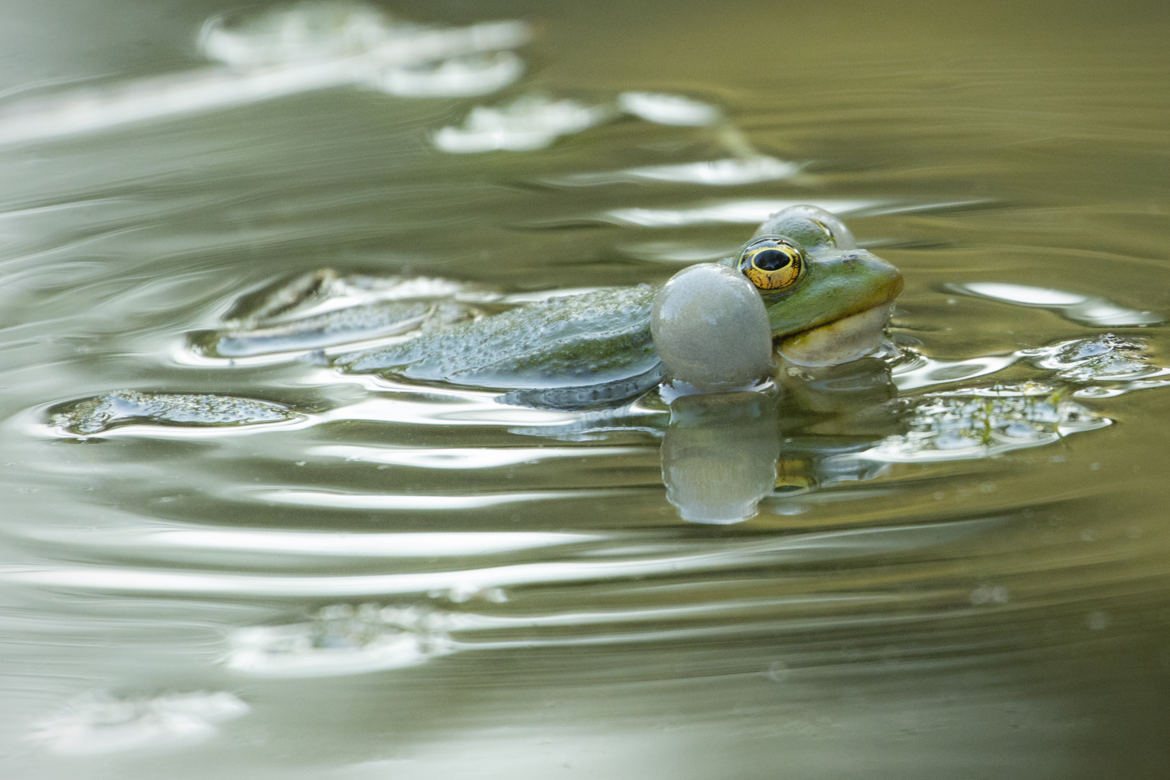 Le chant de la Grenouille 2