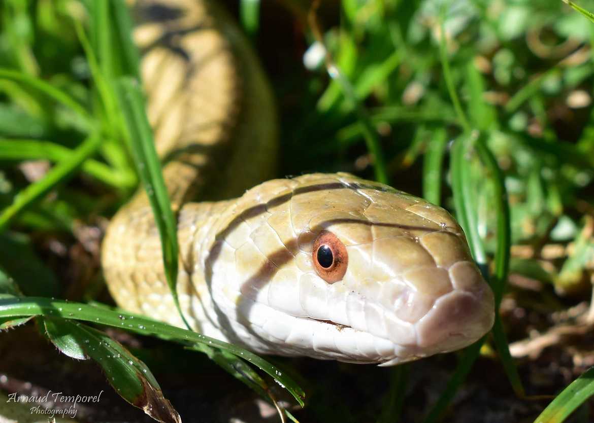 Florida Snake