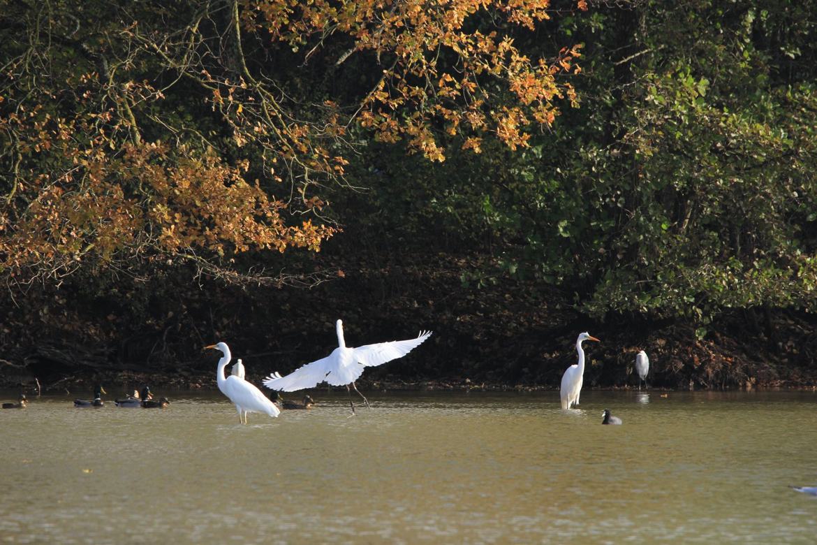 Grande aigrette qui se pose sur l'eau