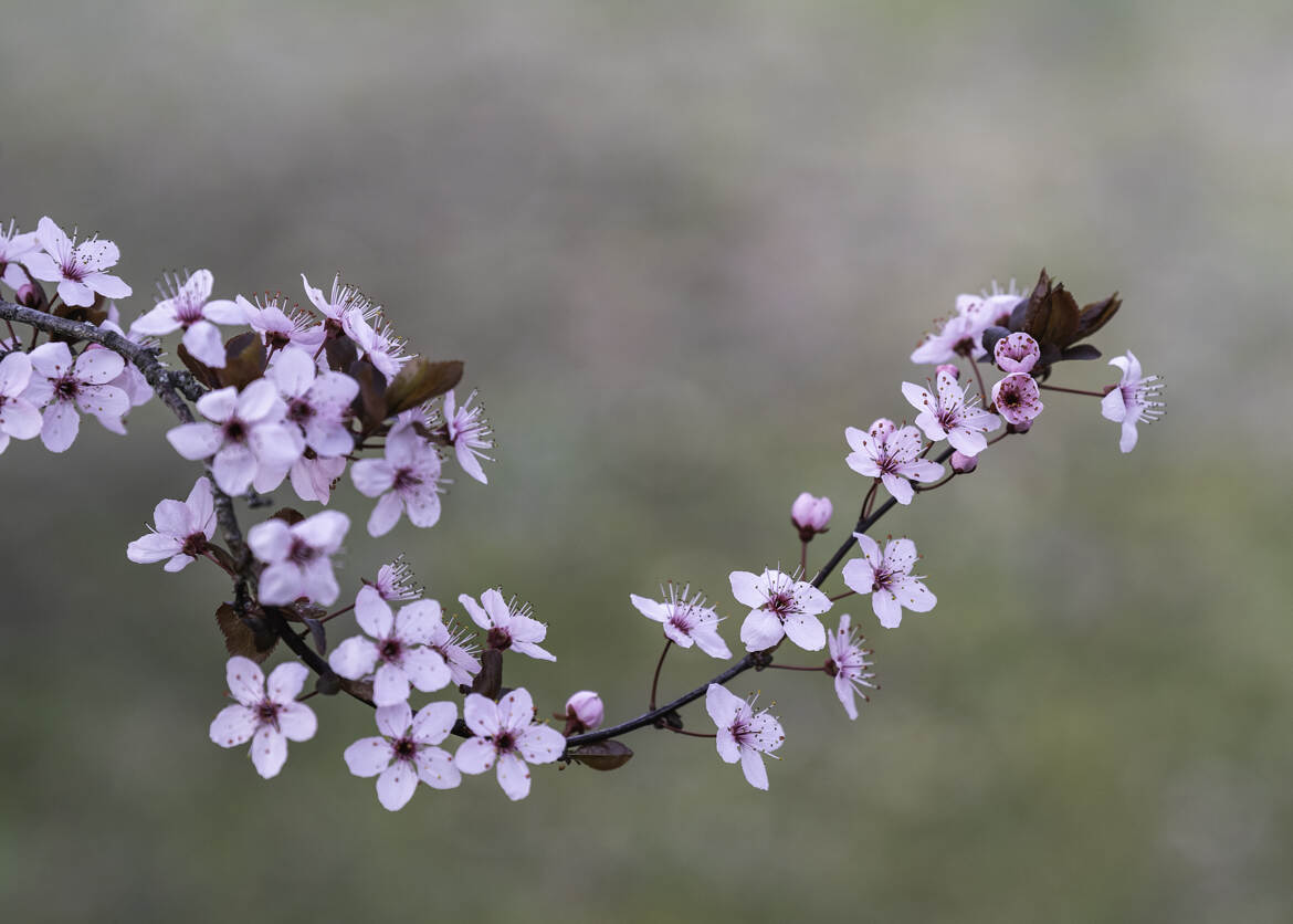 Prunus