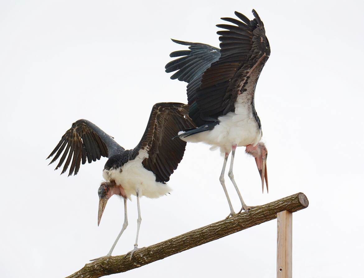 Une certaine élégance