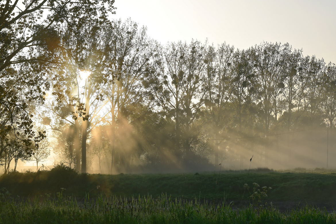 Rayons du Matin