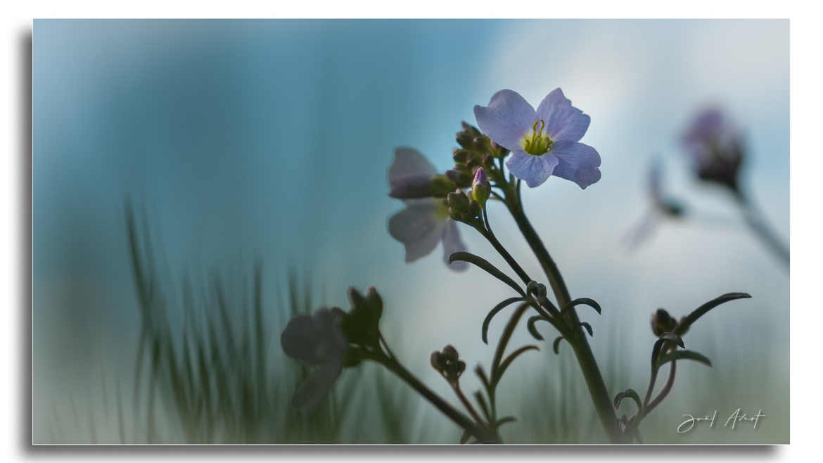 Cardamine