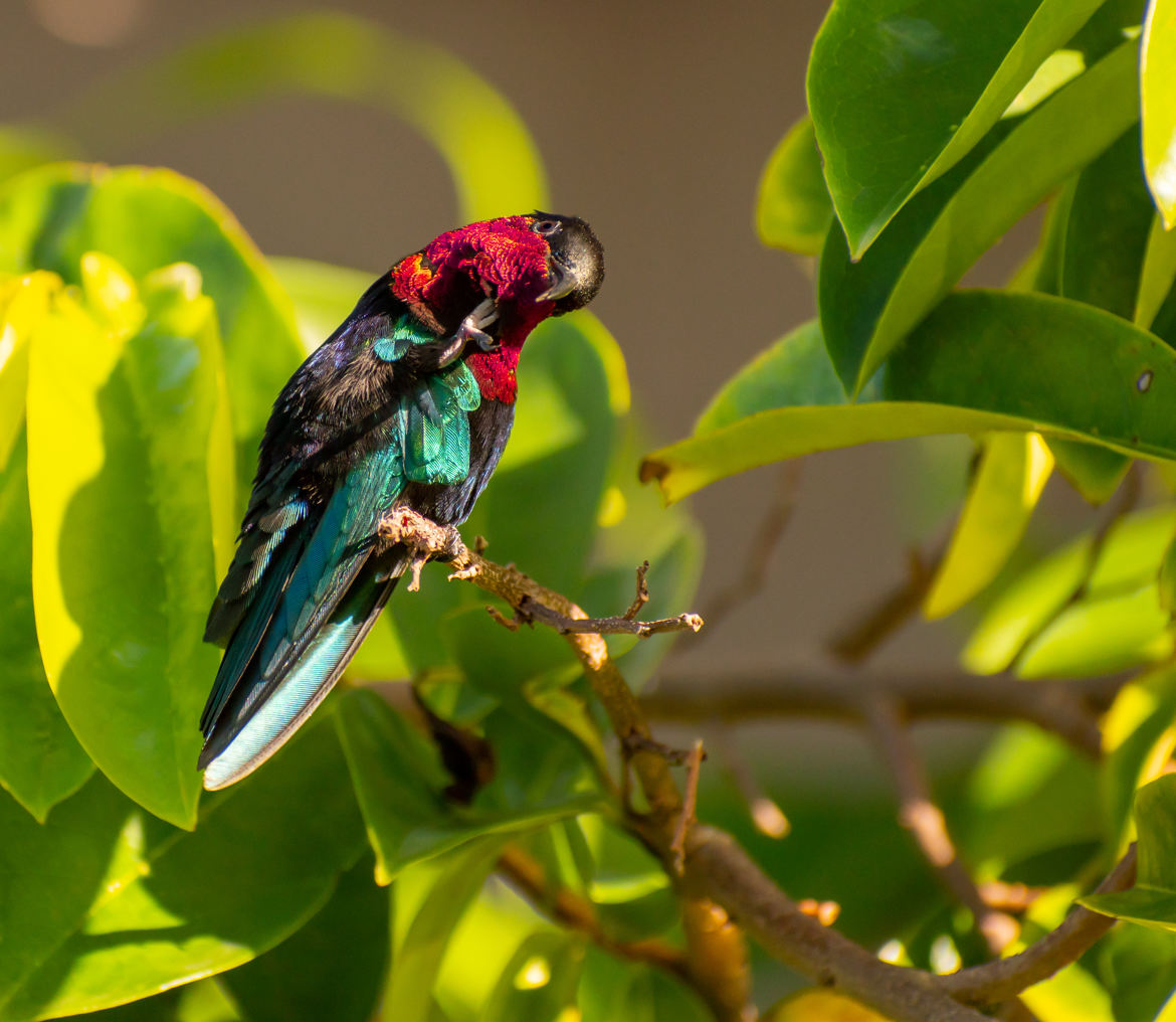 Colibri