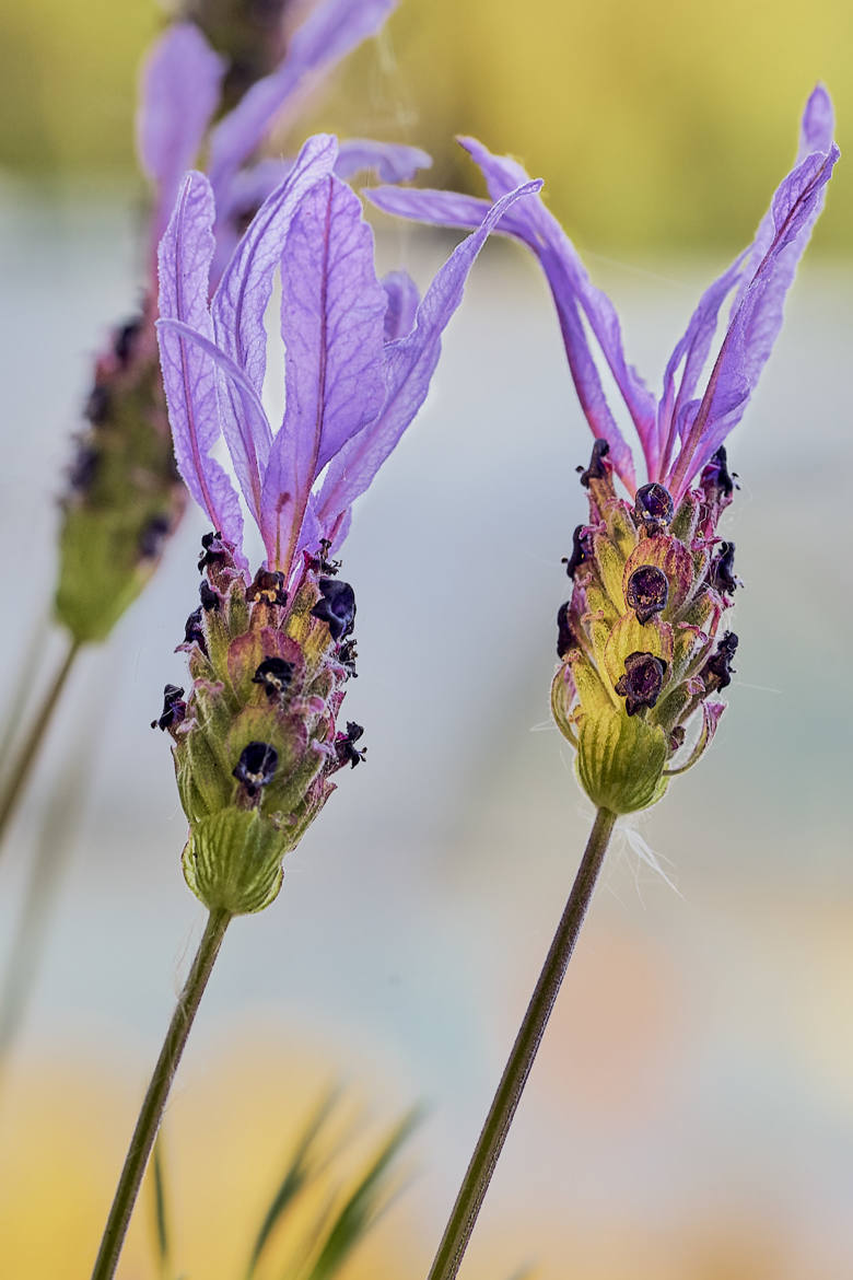 LAVANDES PAPILLONS