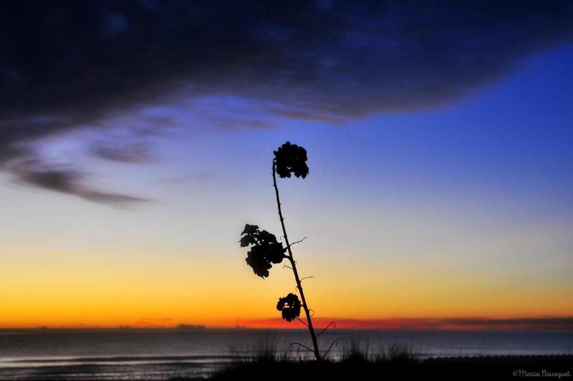 Silhouette de fleur séchée au levant