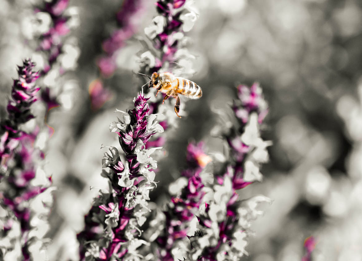 En ce printemps...